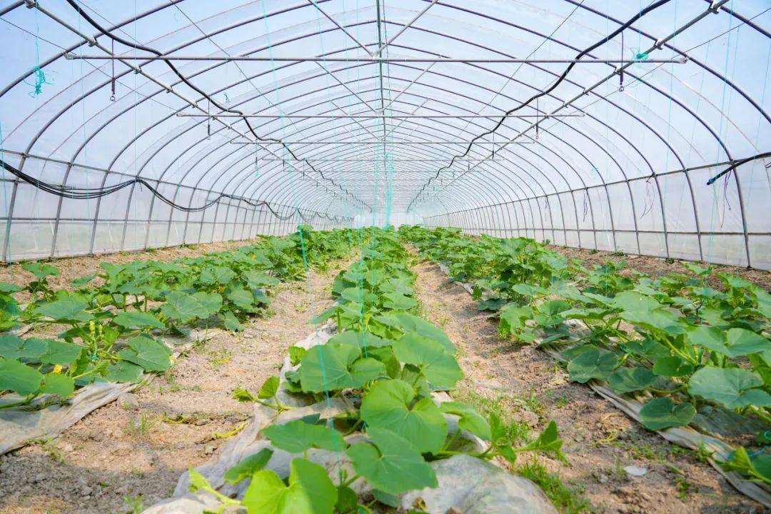 柘林镇这项种源发展案例入选《CMG乡村振兴观察报告（2023—2024）》