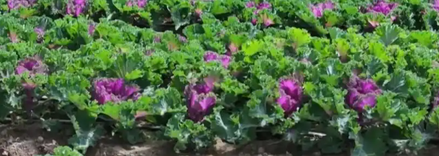 特色农业产销两旺 科技赋能乡村振兴